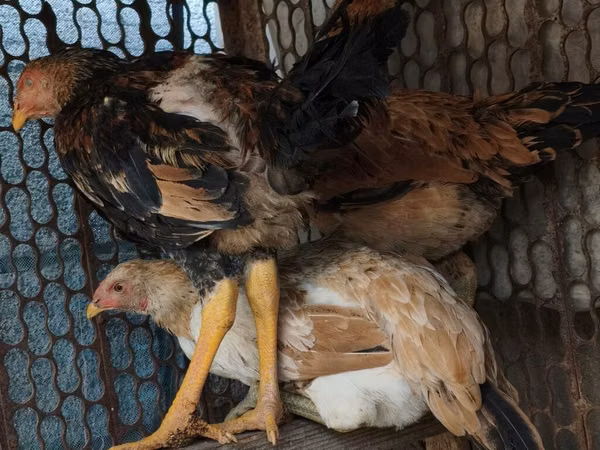 Chickens — Kirgisistan