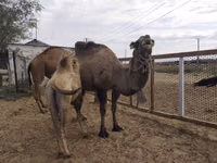 Kamele (Partie, Geschlecht nicht angegeben), Kazakh Bactrian camel — Foto 3