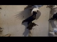 Ducks — Foto 1