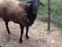 كبش, Hissar sheep — الصورة 2