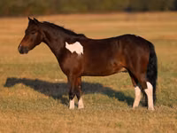 Caballo, Pinto horses — foto 2