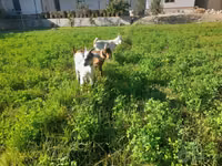 Cabra, Cabras — foto 4