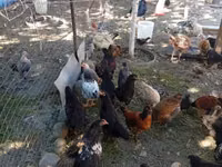 Chickens — foto 3