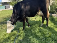Cow, Cattle — photo 4