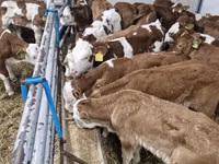 मवेशी (लॉट, लिंग निर्दिष्ट नहीं), Simmental cattle — फ़ोटो 1