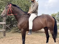Айғыр, Thoroughbred horse — 1-сурет