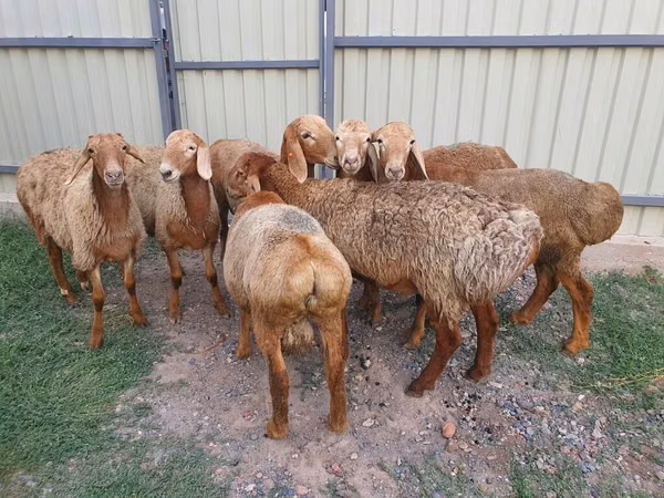 Oveja, Edilbay sheep — Kirguistán