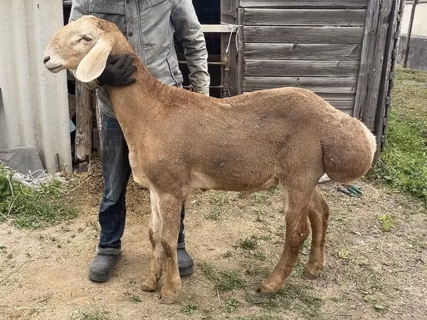Carnero, Arashan sheep