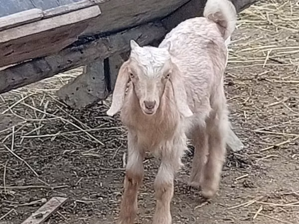 Cabro, Damask goat