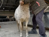 Қой, Arashan sheep — 8-сурет