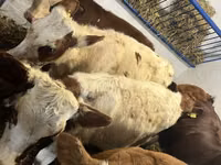 गाय, Simmental cattle — फ़ोटो 2