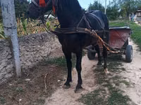 公马, Horses — 照片 3