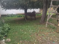 فرس, الخيول — الصورة 2