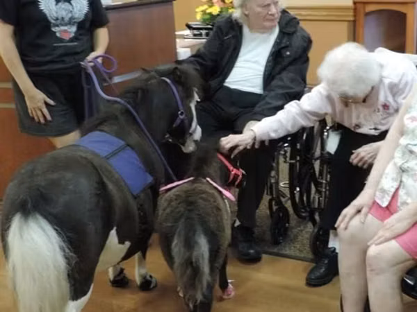 Бие, Miniature horse