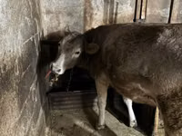 Kuh, Swiss cattle — Foto 4