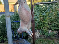Свежая тушка баранины (домашний забой) дорпер 50% мясо сникерспосле — الصورة 4