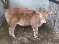 गाय, Simmental cattle — फ़ोटो 2