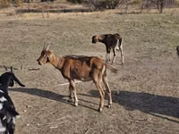 تيس, Nubian Goat — الصورة 2