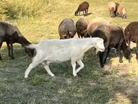 Ziege, Nubian Goat — Foto 3