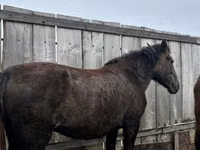 Yegua, Horse breed — foto 1