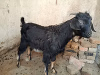 تيس, Nubian Goat — الصورة 1