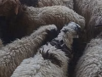 كبش, الأغنام — الصورة 5