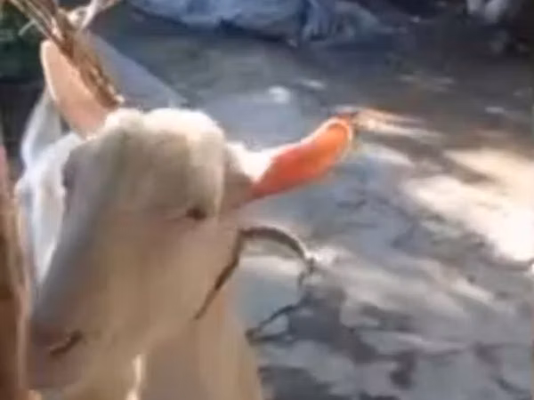 تيس, Saanen goat — قيرغيزستان