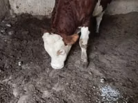 Bulle, Simmental cattle — Foto 3
