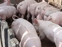 خنزيرة, الخنازير — الصورة 4