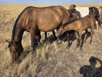Mare, Kazakh horse — photo 1