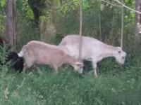عنزة, الماعز — الصورة 4