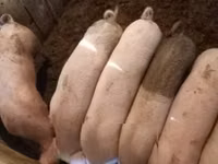 خنزير ذكر, الخنازير — الصورة 2