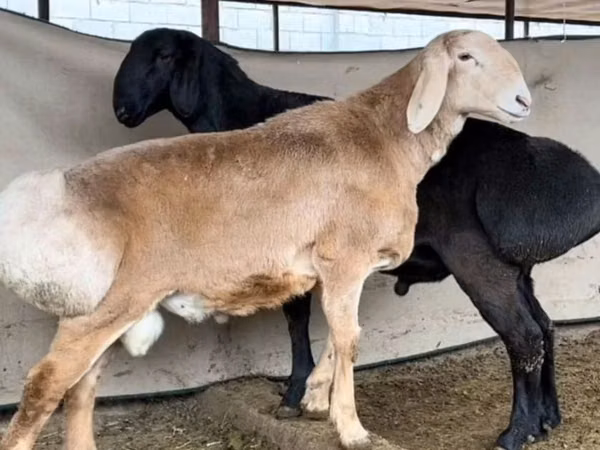 كبش, الأغنام — أوزبكستان