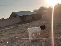 Ziege, Beetal goats — Foto 4
