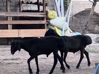 كبش, Rhon sheep — الصورة 3