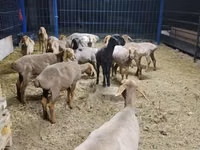 نعجة, Katum sheep — الصورة 2