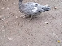 Ducks — फ़ोटो 7
