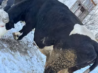 Toro, Ganado vacuno — foto 3