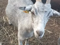 Cabra, Cabras — foto 1