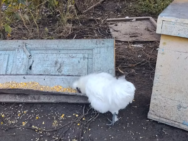 Силки