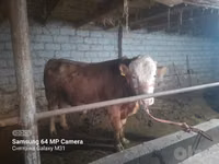 Bulle, Simmental cattle — Foto 1