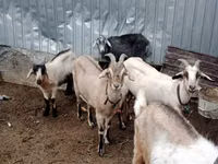 母山羊, Alpine goat — 照片 1