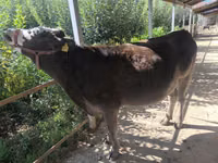 Sigir, Swiss cattle — 3-rasm