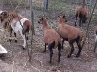मेढ़ा, Cameroon sheep — फ़ोटो 1