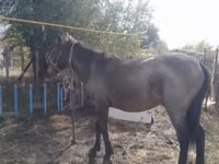 Hengst, Kazakh horse — Foto 1