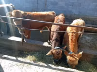 Toro, Swiss cattle — foto 3