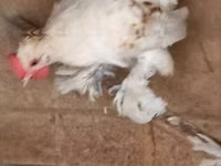 Chickens — Foto 5