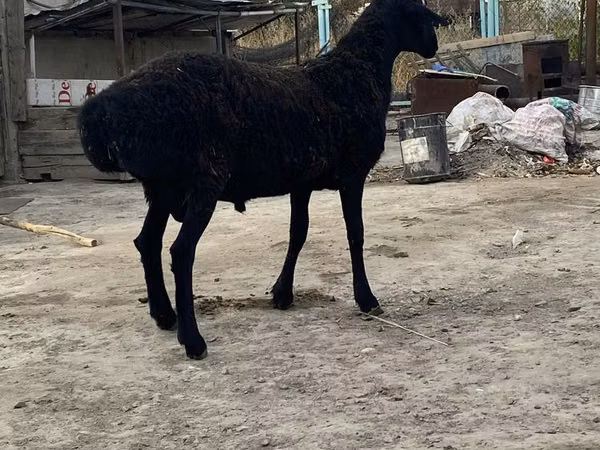 كبش, Hissar sheep — كازاخستان