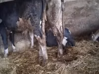 ثور, Russian Black pied cattle — الصورة 6