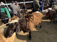 كبش, Karakul sheep — الصورة 3